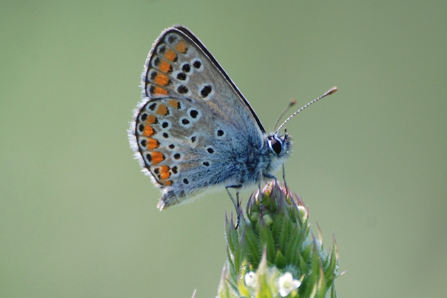 Lepidotteri riserva Torre Flavia